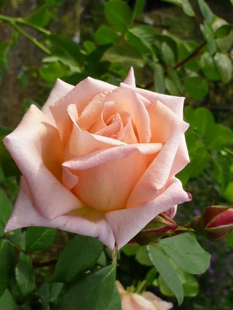 Pin by Tirador on Roses | Beautiful flowers, Beautiful roses, Flowers
