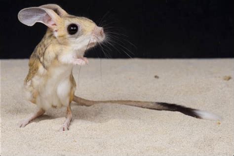 Jerboa Animal Facts - A-Z Animals