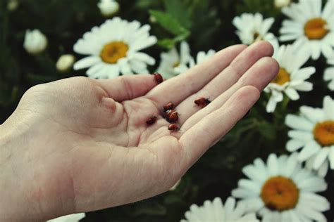 SnowyBliss: June Bugs