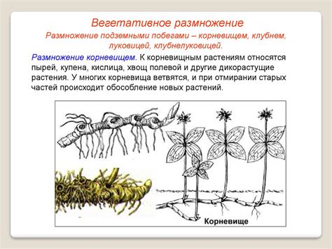 Вегетативное размножение растений - презентация онлайн