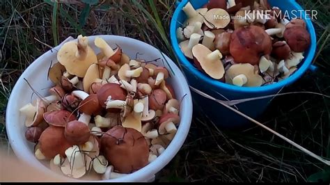 Маринованные маслята. Вкусный и лёгкий способ. - YouTube
