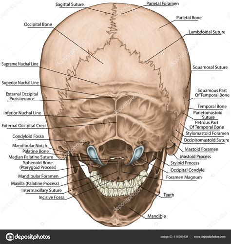 Bones Cranium Skull Anatomical Construction Bones Human Head Parietal ...