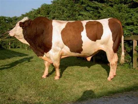 10 biggest bulls in the world: Which breed tops the list? - Tuko.co.ke