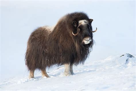 Animals That Live in the Tundra - WorldAtlas