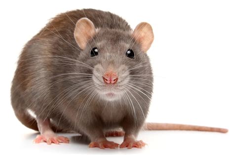 Rats have rhythm like humans and like music like Lady Gaga, Queen: Study