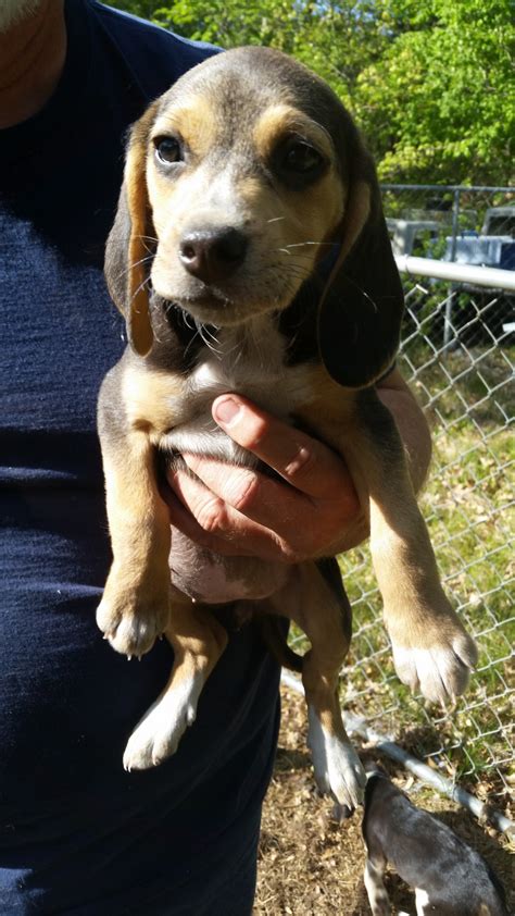 Bluetick Beagle Puppies For Sale | West Branch, MI #298926