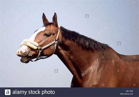 Horse Talking Stock Photos & Horse Talking Stock Images - Alamy