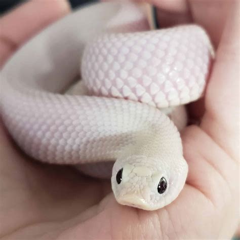 10 Most Expensive Snakes You Can Own - Rarest.org