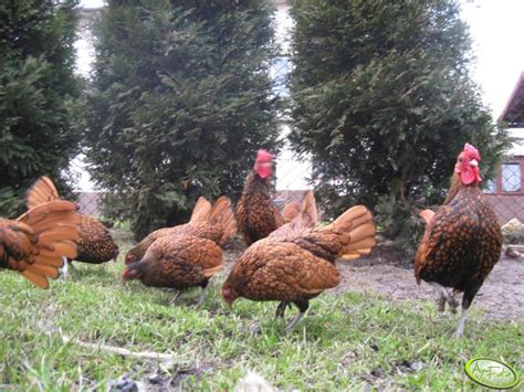 Kury - zdjęcie, fotka, foto numer 155222 - Galeria rolnicza agrofoto