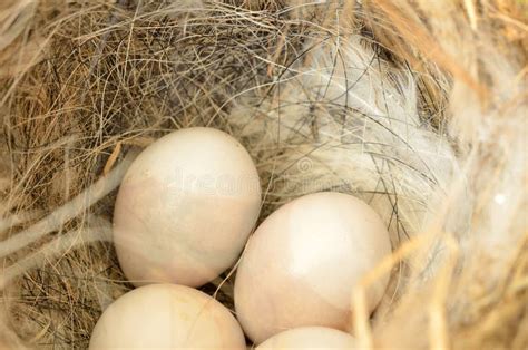 Small bird eggs in a nest stock image. Image of nest - 184863307