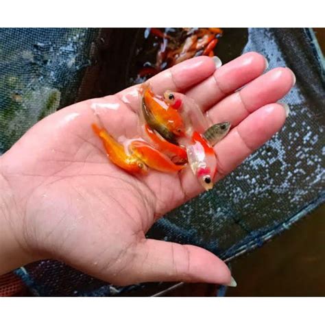 jual anakan ikan mas litet ikan mas  liter ikan mas pakan ikan
