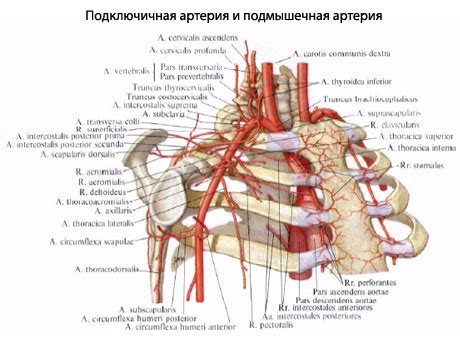 Подключичная артерия человека | Анатомия Подключичной артерии, строение ...