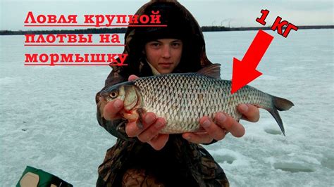 Ловля крупной плотвы. Плотва весной. - YouTube