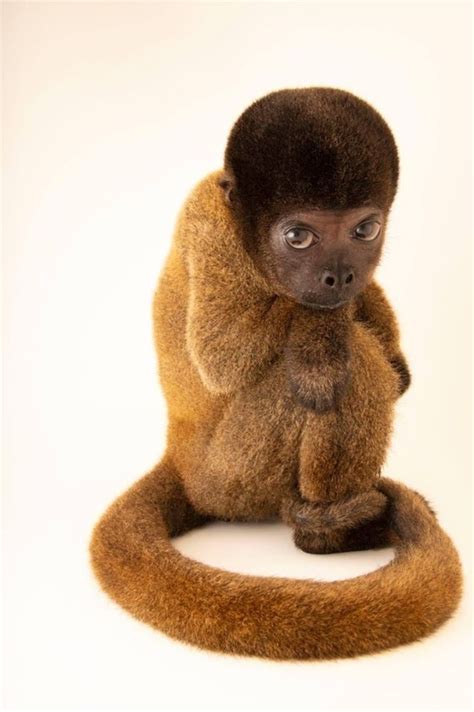 a small brown monkey sitting on top of a white surface