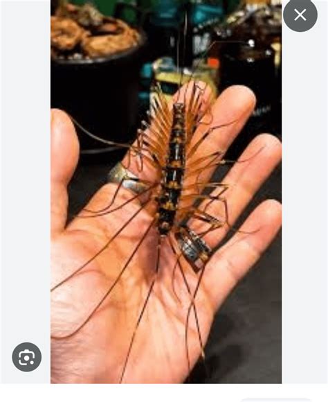 thereupoda clunifera   giant house centipede species
