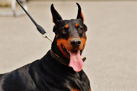 Doberman Training | Residential Doberman Dog Training