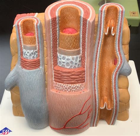 blood vessel model diagram quizlet