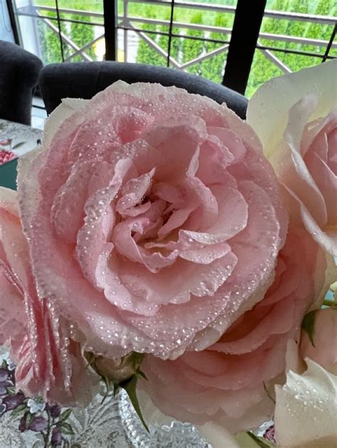 Французская роза | Rose, Flowers, Plants