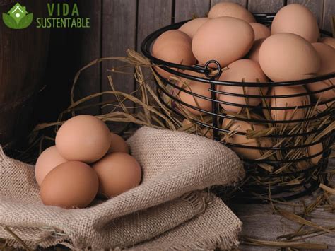 Todo lo que necesitas saber sobre los huevos de gallina: beneficios