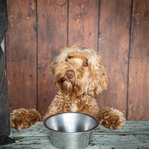 Dog Food - Lomond Hills Labradoodles