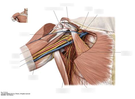 Axilla region w/ muscles Diagram | Quizlet