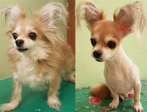 Long Hair Chihuahua Haircuts Pictures