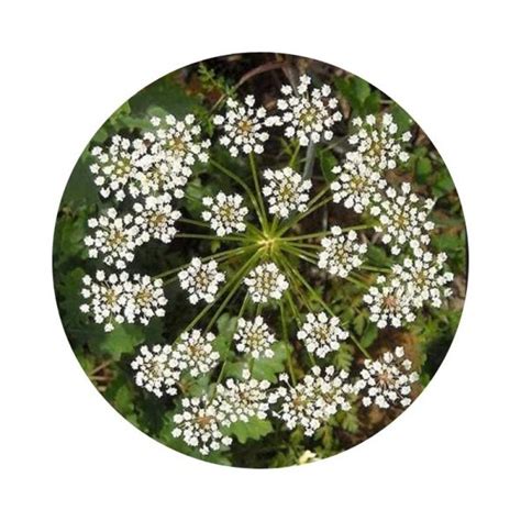 Flor de Ocote ¿para qué sirve la flor de ocote? - Tele Naturista