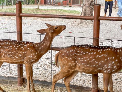 Two young deer with a reddish-brown coat and white spots stands in an
