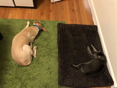 To be fair, the cat is 11 with joint pain and the dog is 2 and doesn’t