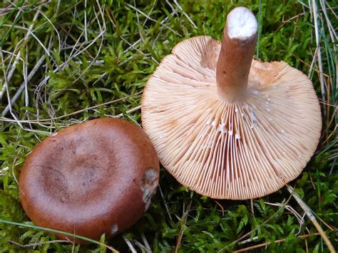 Lactarius rufus: The Ultimate Mushroom Guide