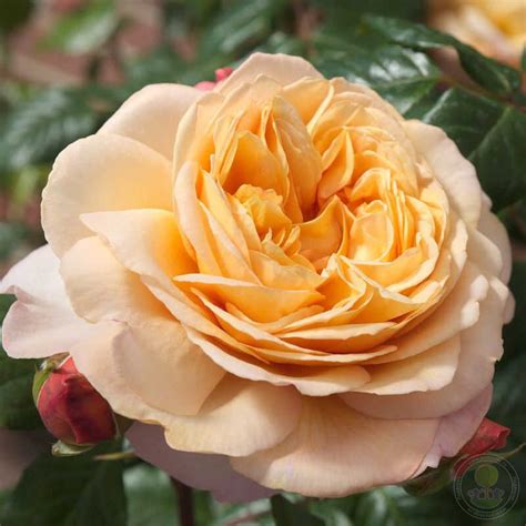 Саженец Роза Капри (Rosa Capri) купить в Москве по низкой цене из ...