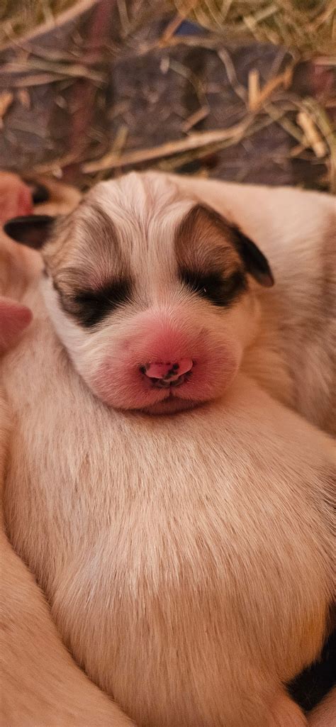 Pacific Northwest Cattle Dog Rescue - Thank you all for your support on