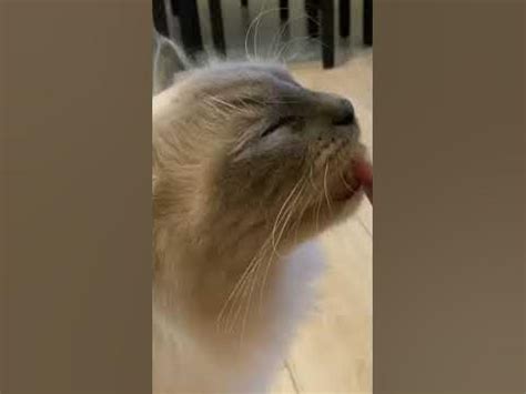 Котик Регдол - YouTube