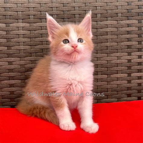 maine coon toys 12