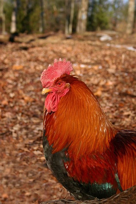 Rooster Chicken Bird - Free photo on Pixabay - Pixabay