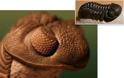 Looking a Trilobite in the Eye | Science | AAAS