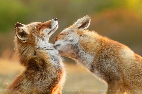 Love Bite by thrumyeye on DeviantArt