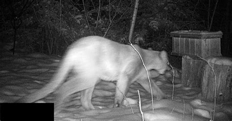 DNR confirms sightings of cougar in northwestern Wisconsin
