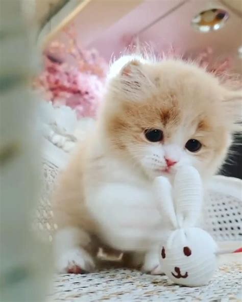 Pin by Elida Peres on Gatos bonitos | Cute cats, Cute baby animals ...
