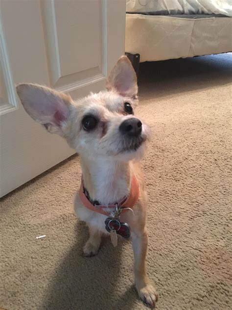 My sister's chihuahua/terrier mix got a haircut! : Chihuahua