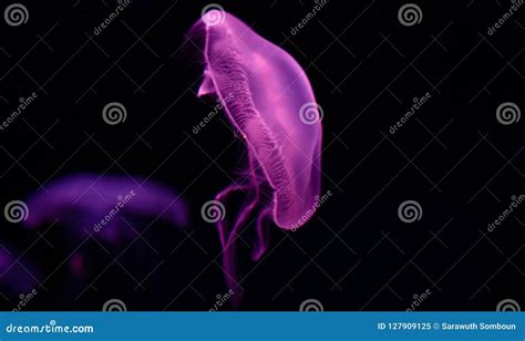 Moonlight Jellyfish Beautiful Light Purple Color Stock Image - Image of ...