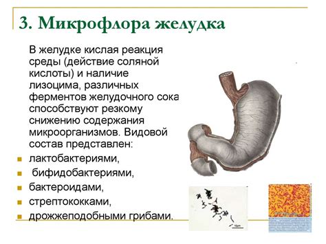 Микрофлора организма человека - online presentation