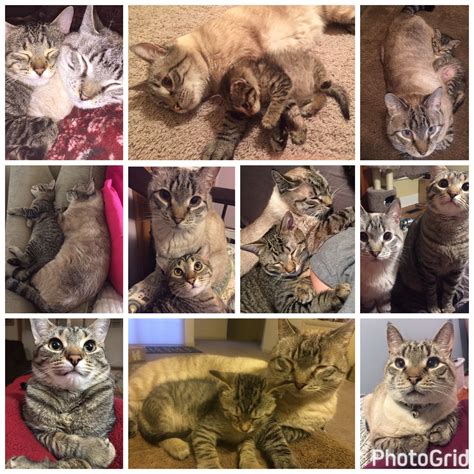 Fun Cat Facts | Viagen Pets