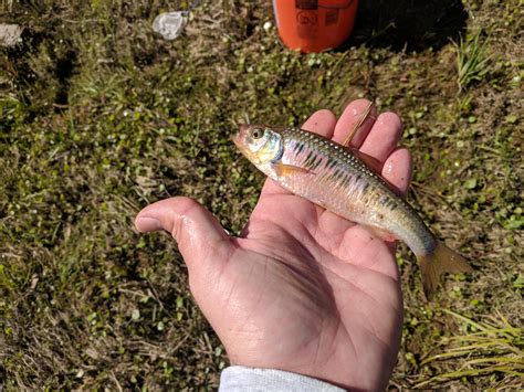 Striped Shiner (Luxilus chrysocephalus) while collecting bait. : r