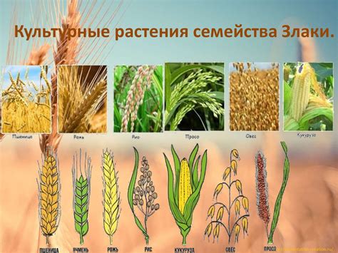 Однодольные просо растения злаки просо обыкновенное покрытосеменные - фото