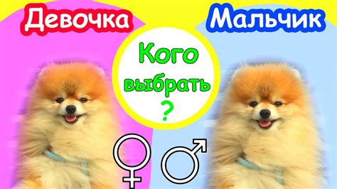 ВЫБОР ЩЕНКА ШпИцА ️МАЛЬЧИКИ VS ДЕВОЧКИ ️КОГО ВЫБРАТЬ - YouTube