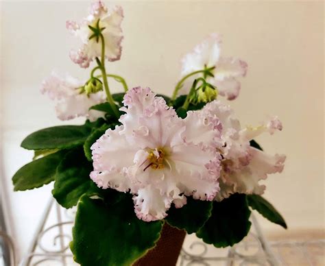 LE-Vzbitye Slivki - Africké fialky-Saintpaulia-African Violets