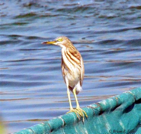 Indian Pond Heron – Wild Bird Club of the Philippines