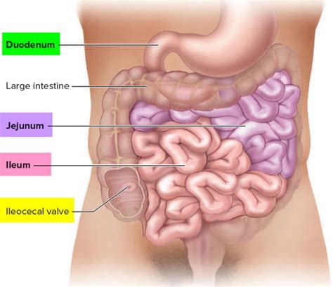 Jejunum anatomy, length of jejunum, function, location & jejunum anatomy