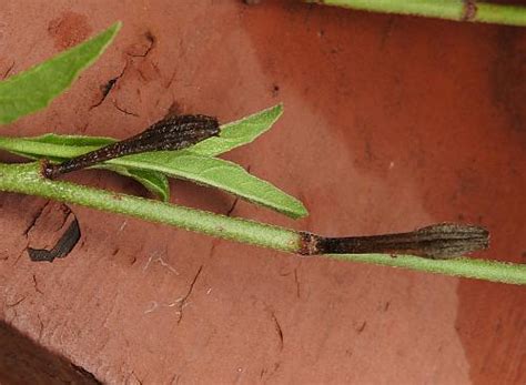 Oenothera speciosa page
